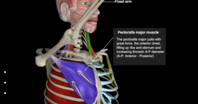 Anatomía de la inspiración voluntaria (video con animación)