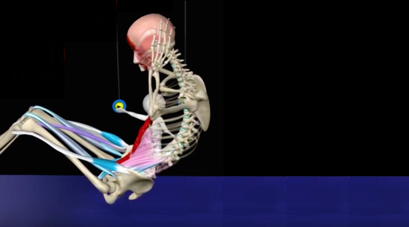 Anatomía y análisis de las abdominales (video con animación)