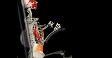 Anatomía de la extensión de tríceps y curl de pierna (video con animación)