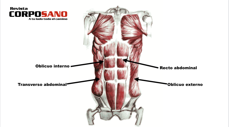 Tipos de músculos abdominales y cómo ejercitarlos